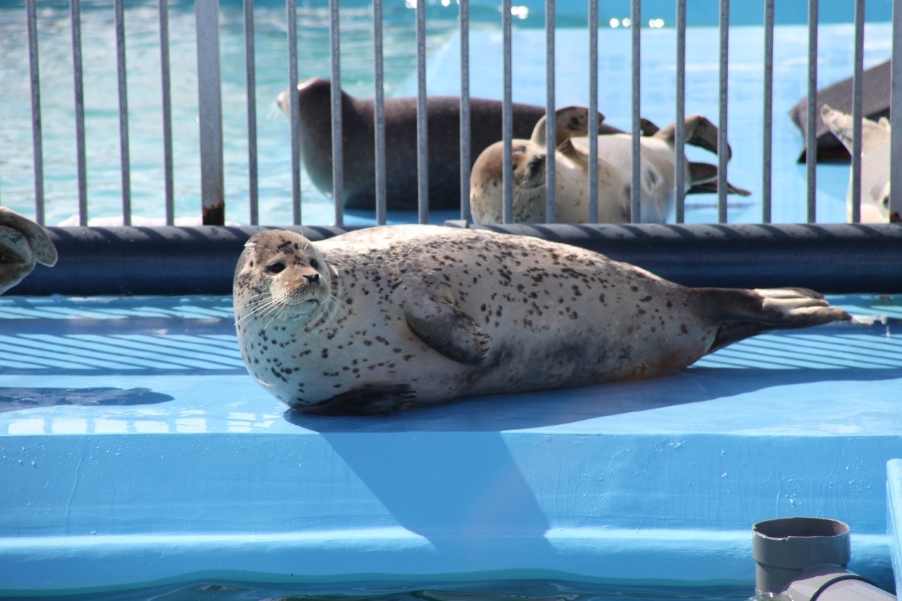 🌊 오호츠크 톳카리 센터 (물범 랜드) 이미지 5